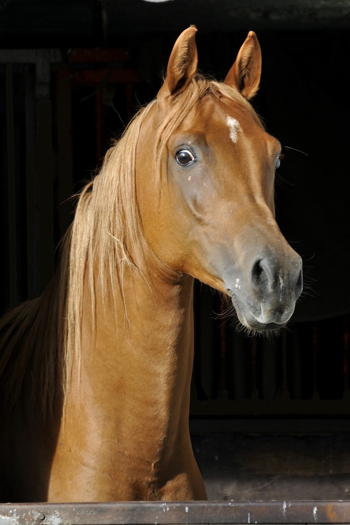 Portrait d'un cheval alezan avec une crinière blonde, les oreilles dressées, regardant attentivement hors de son box.